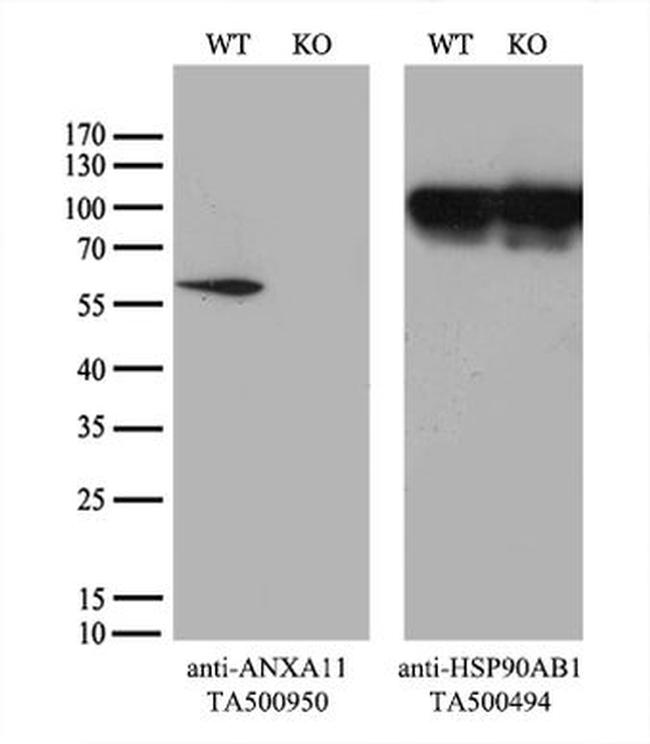 ANXA11 Antibody in Western Blot (WB)