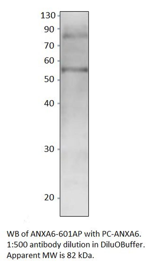 Annexin A6 Antibody in Western Blot (WB)