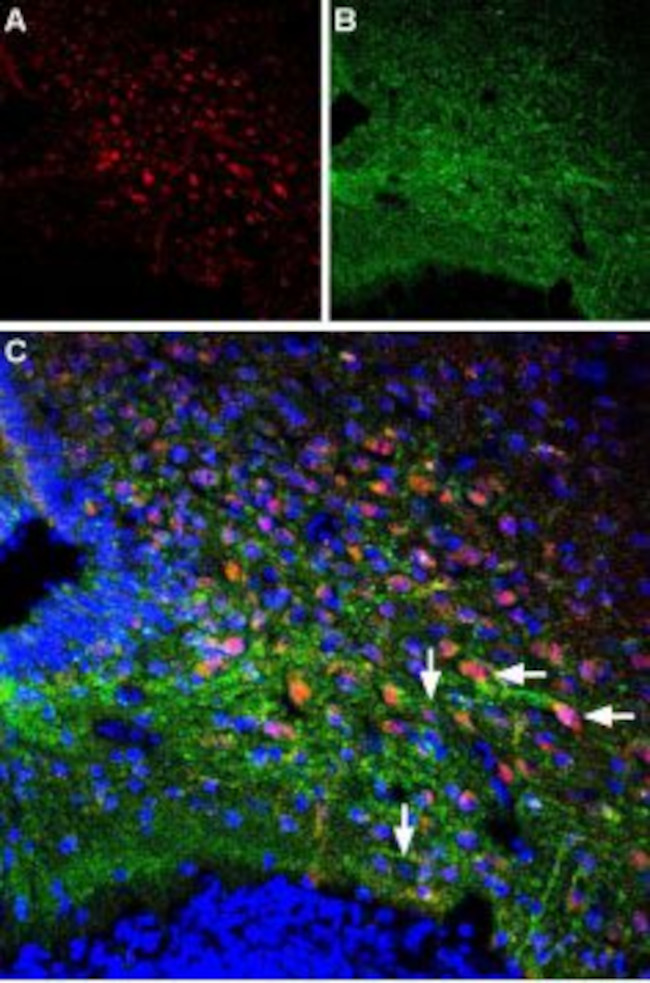 Orexin Receptor 1 Antibody in Immunohistochemistry (Frozen) (IHC (F))