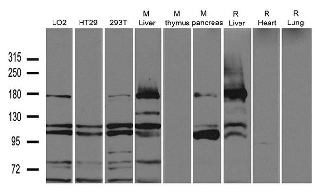 AOX1 Antibody in Western Blot (WB)