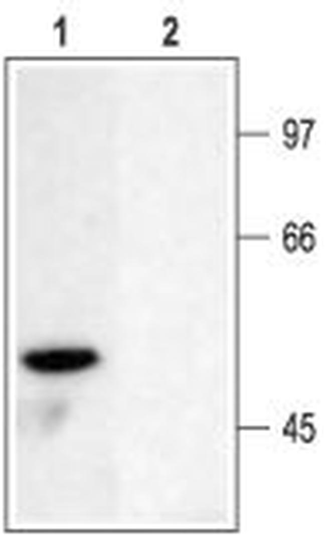 KV1.6 (KCNA6) Antibody in Western Blot (WB)