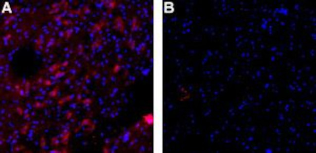 KCNN3 (KCa2.3, SK3) Antibody in Immunohistochemistry (Frozen) (IHC (F))