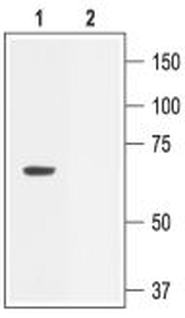 KCNN2 (KCa2.2, SK2) Antibody in Western Blot (WB)