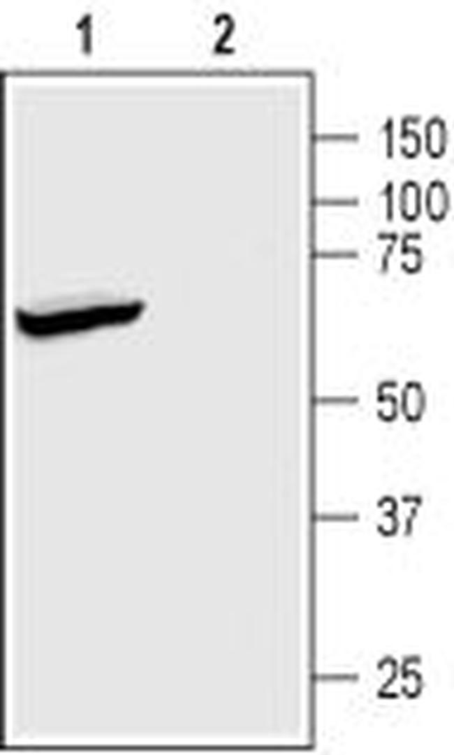 KCNK2 (TREK-1) Antibody in Western Blot (WB)