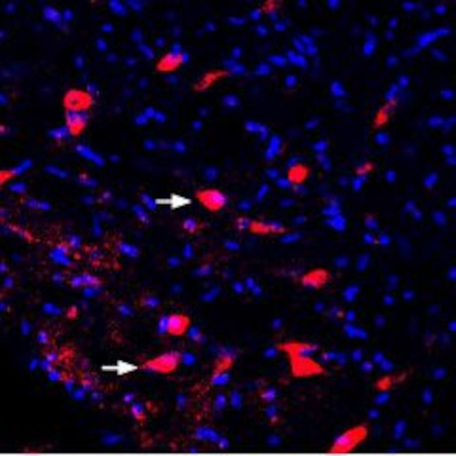 KCNK2 (TREK-1) Antibody in Immunohistochemistry (Frozen) (IHC (F))