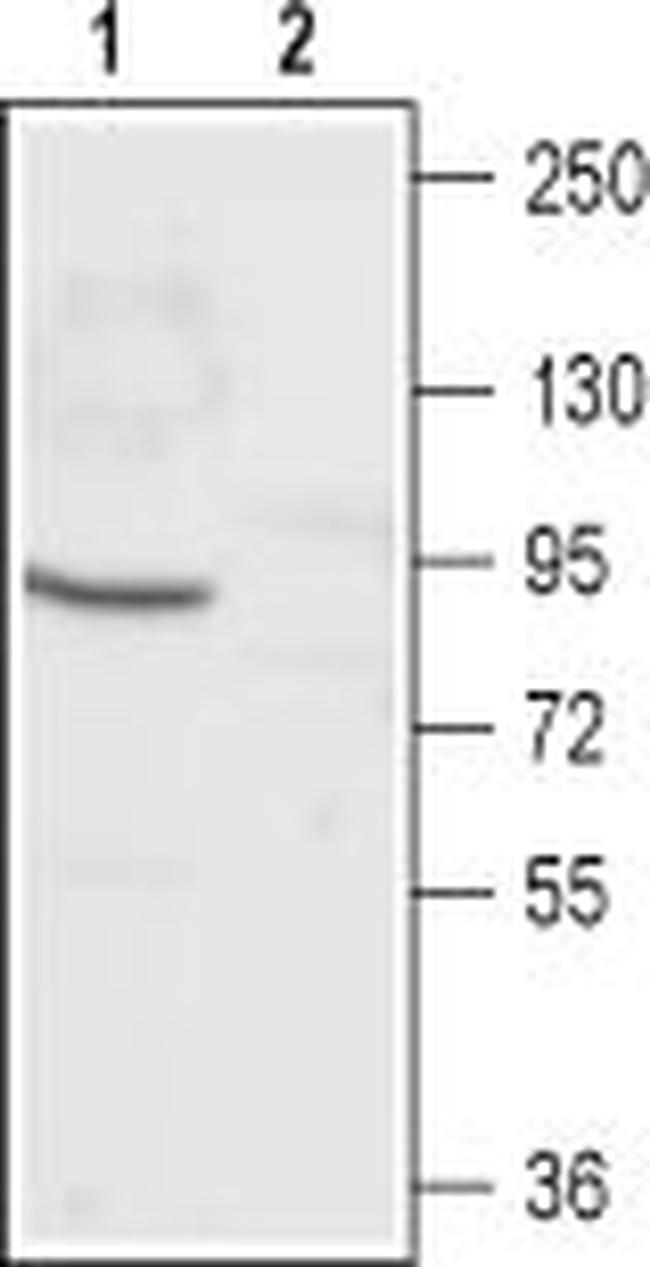 CNGA1 Antibody in Western Blot (WB)