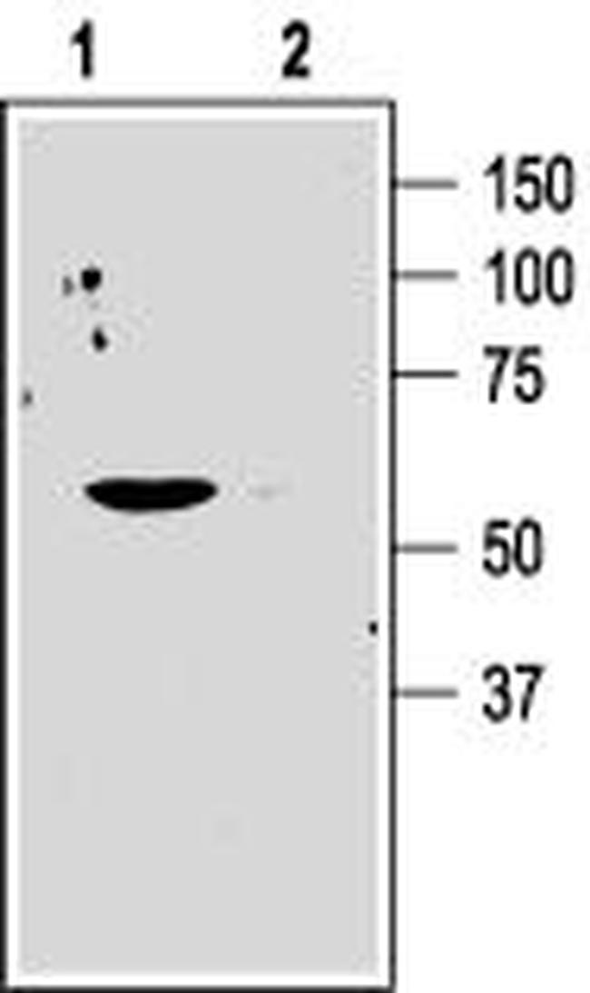 KV1.3 (KCNA3) (extracellular) Antibody in Western Blot (WB)