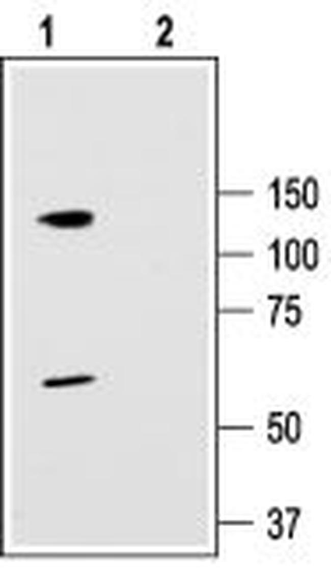 KCNC3 (KV3.3) Antibody in Western Blot (WB)