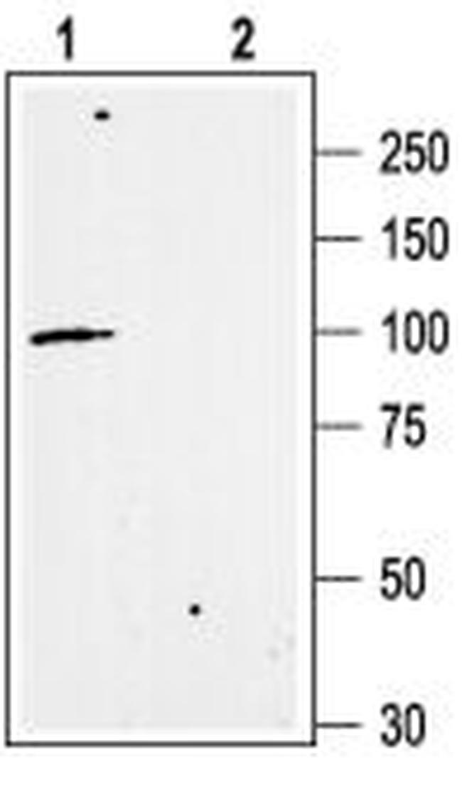 KCNN3 (KCa2.3, SK3) Antibody in Western Blot (WB)