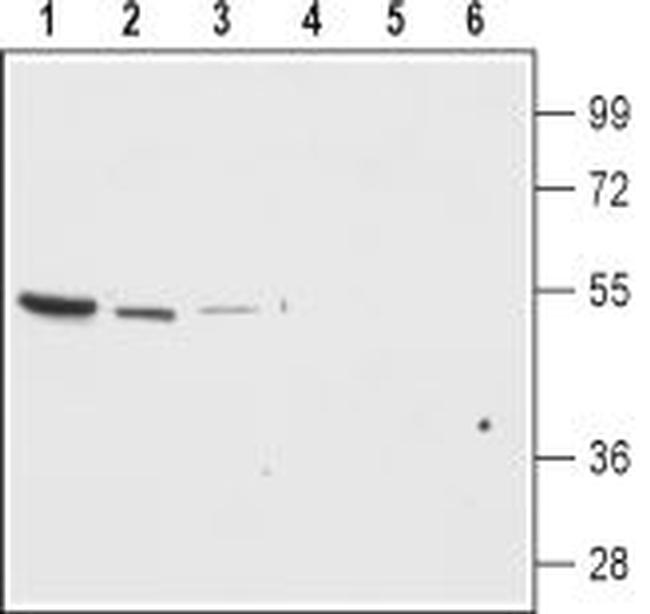 Kir7.1 (extracellular) Antibody in Western Blot (WB)