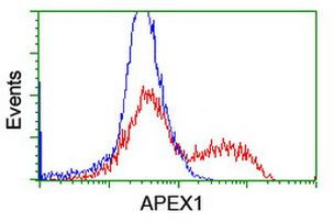 APEX1 Antibody in Flow Cytometry (Flow)