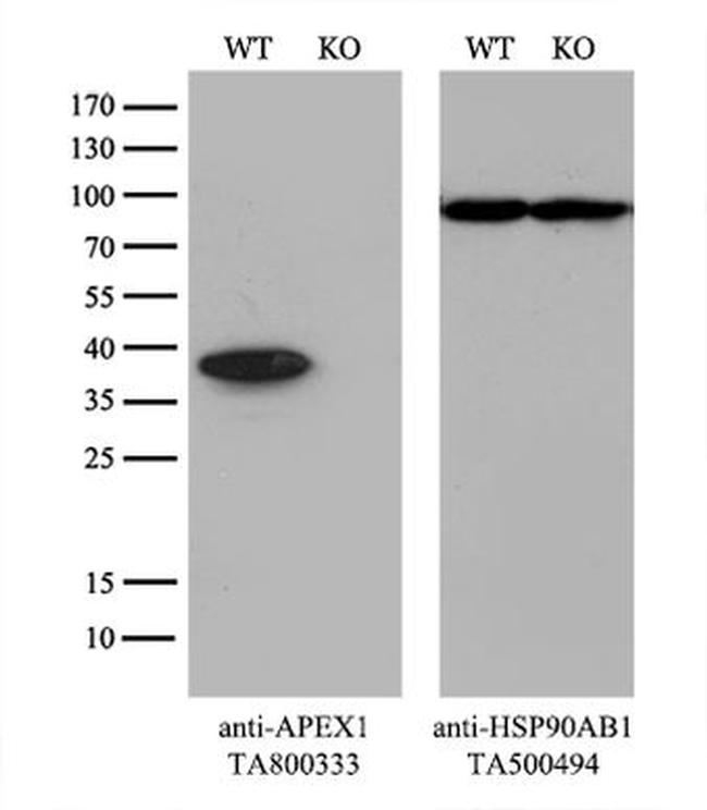 APEX1 Antibody in Western Blot (WB)