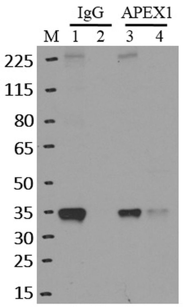 APE1 Antibody in Immunoprecipitation (IP)