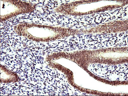 APOA5 Antibody in Immunohistochemistry (Paraffin) (IHC (P))