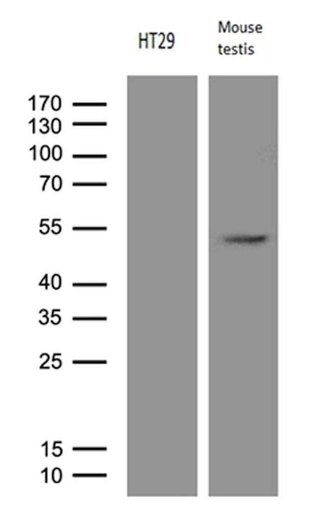 APOBEC4 Antibody in Western Blot (WB)