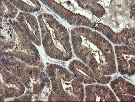 APP Antibody in Immunohistochemistry (Paraffin) (IHC (P))