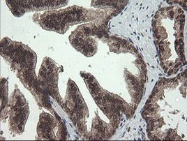 APP Antibody in Immunohistochemistry (Paraffin) (IHC (P))