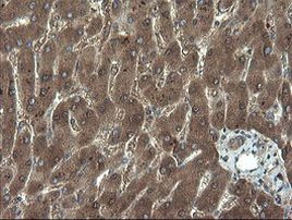 APP Antibody in Immunohistochemistry (Paraffin) (IHC (P))