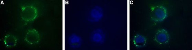 P2X1 Receptor (extracellular) Antibody in Immunocytochemistry (ICC/IF)