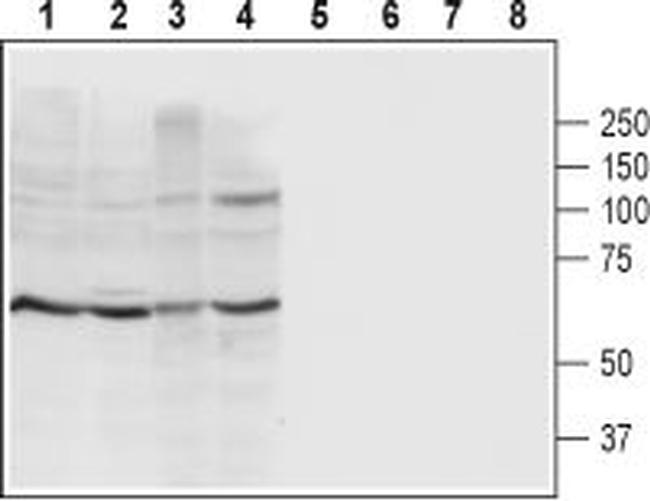 P2X4 Receptor (extracellular) Antibody in Western Blot (WB)