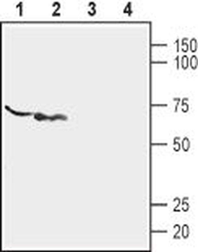 P2X6 Receptor (extracellular) Antibody in Western Blot (WB)