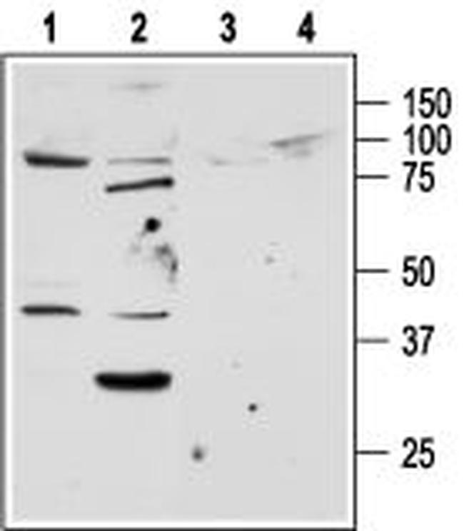 PAR2 (F2RL1) Antibody in Western Blot (WB)