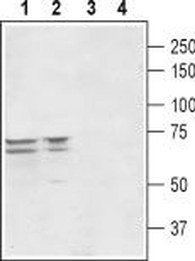 PEX5L (TRIP8b) Antibody in Western Blot (WB)