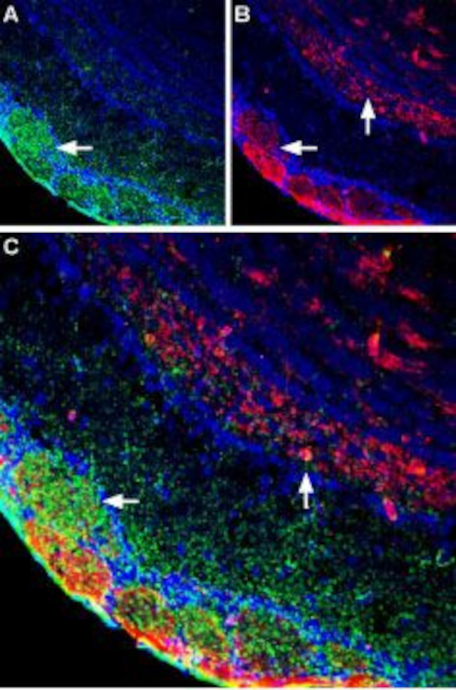 Plexin-A1 (extracellular) Antibody in Immunohistochemistry (Frozen) (IHC (F))