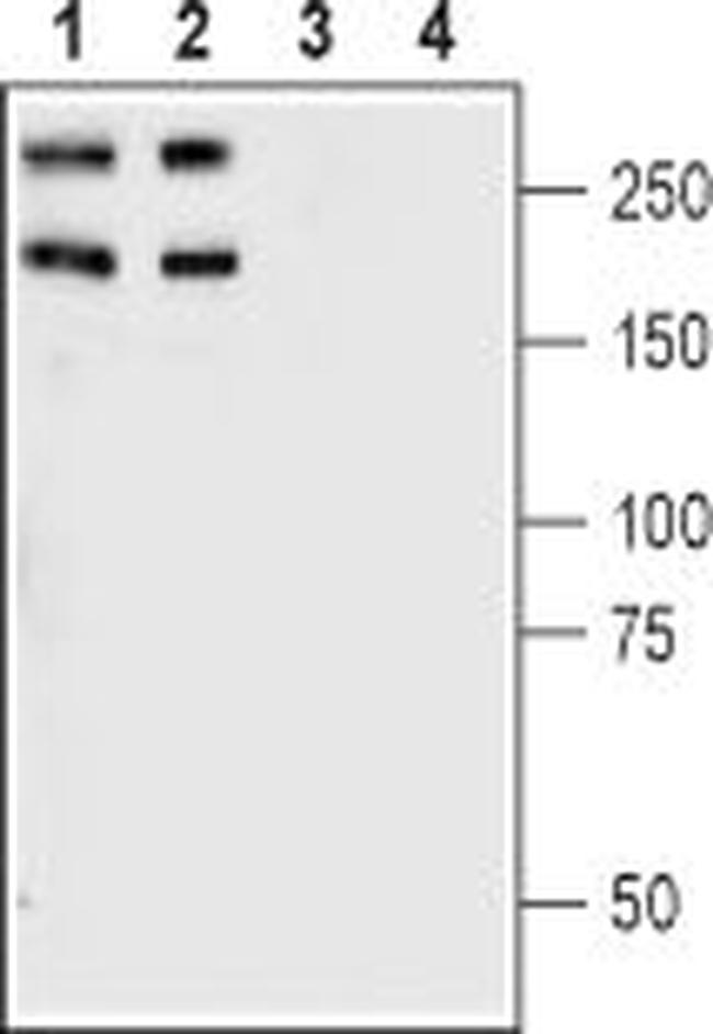 Plexin-A1 (extracellular) Antibody in Western Blot (WB)