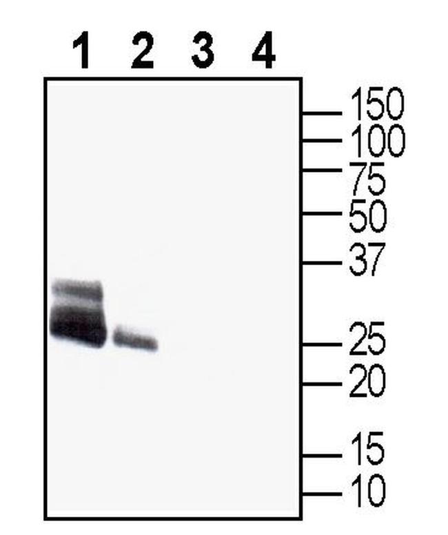 Aquaporin 4 (AQP4) (300-314) Antibody in Western Blot (WB)