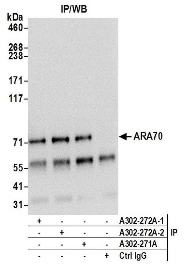 ARA70 Antibody in Western Blot (WB)