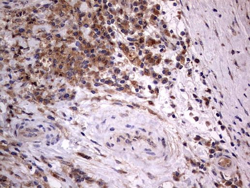 ARAF Antibody in Immunohistochemistry (Paraffin) (IHC (P))