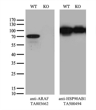 ARAF Antibody