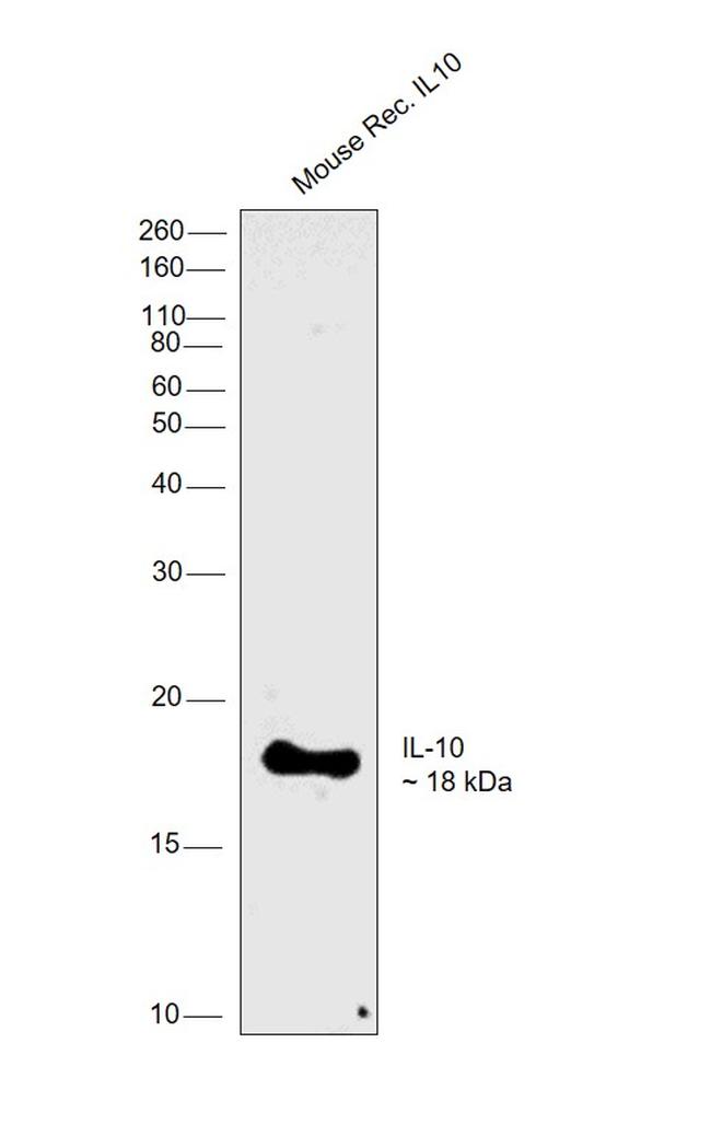 IL-10 Antibody in Western Blot (WB)