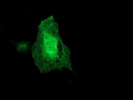 ARCN1 Antibody in Immunocytochemistry (ICC/IF)