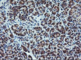 ARCN1 Antibody in Immunohistochemistry (Paraffin) (IHC (P))