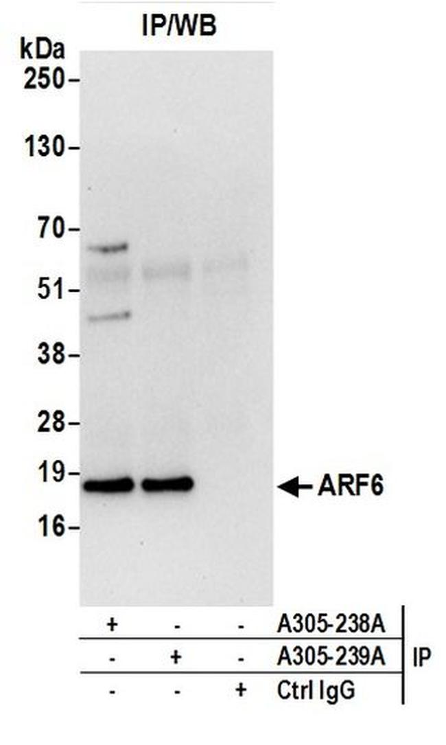 ARF6/ADP Ribosylation Factor 6 Antibody in Western Blot (WB)