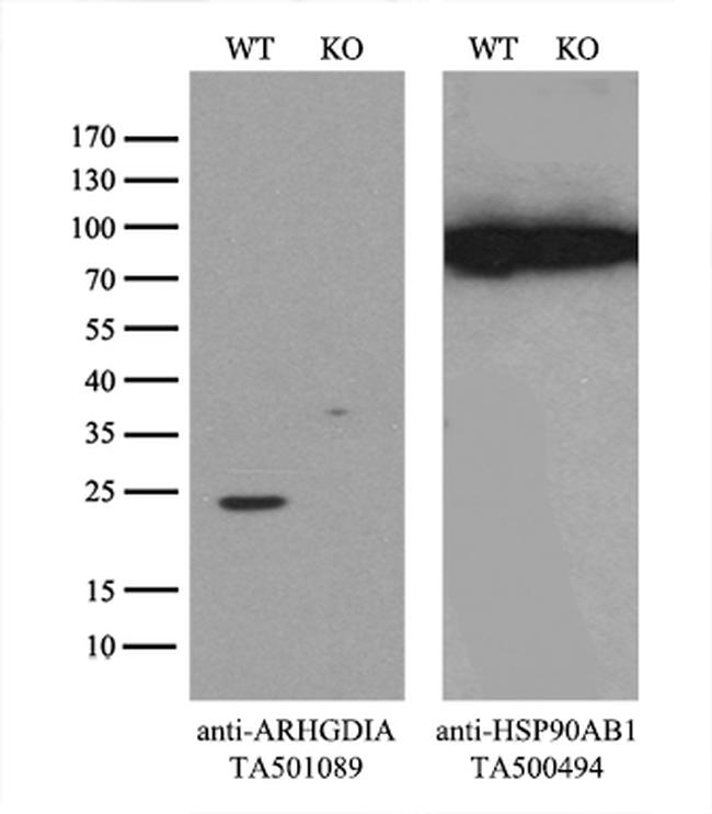 ARHGDIA Antibody in Western Blot (WB)