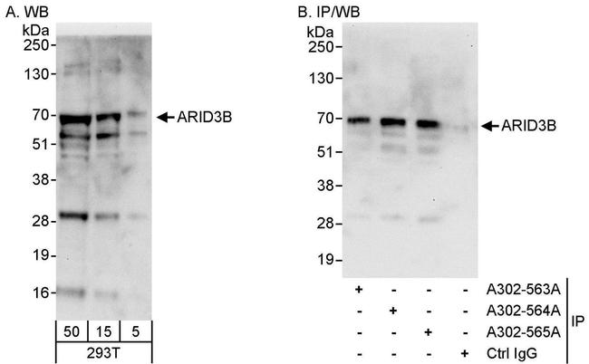 ARID3B Antibody in Western Blot (WB)