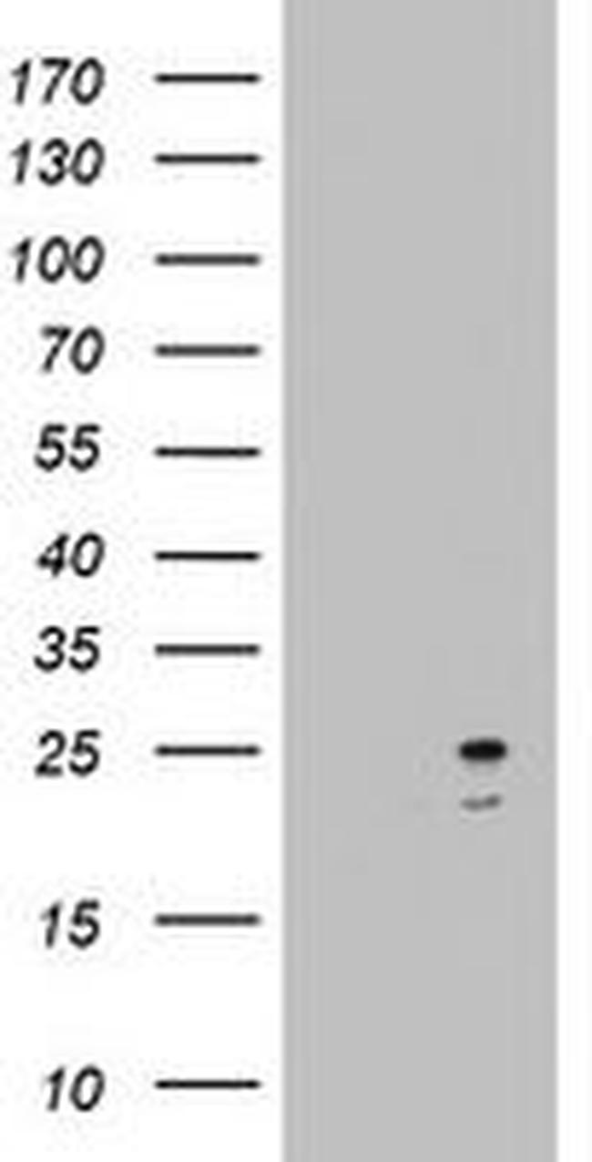 ARL3 Antibody in Western Blot (WB)