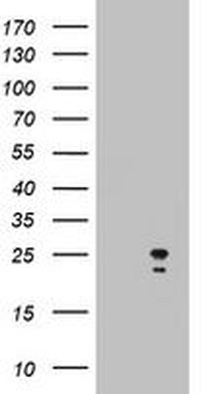 ARL3 Antibody in Western Blot (WB)