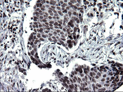 ARNTL Antibody in Immunohistochemistry (Paraffin) (IHC (P))