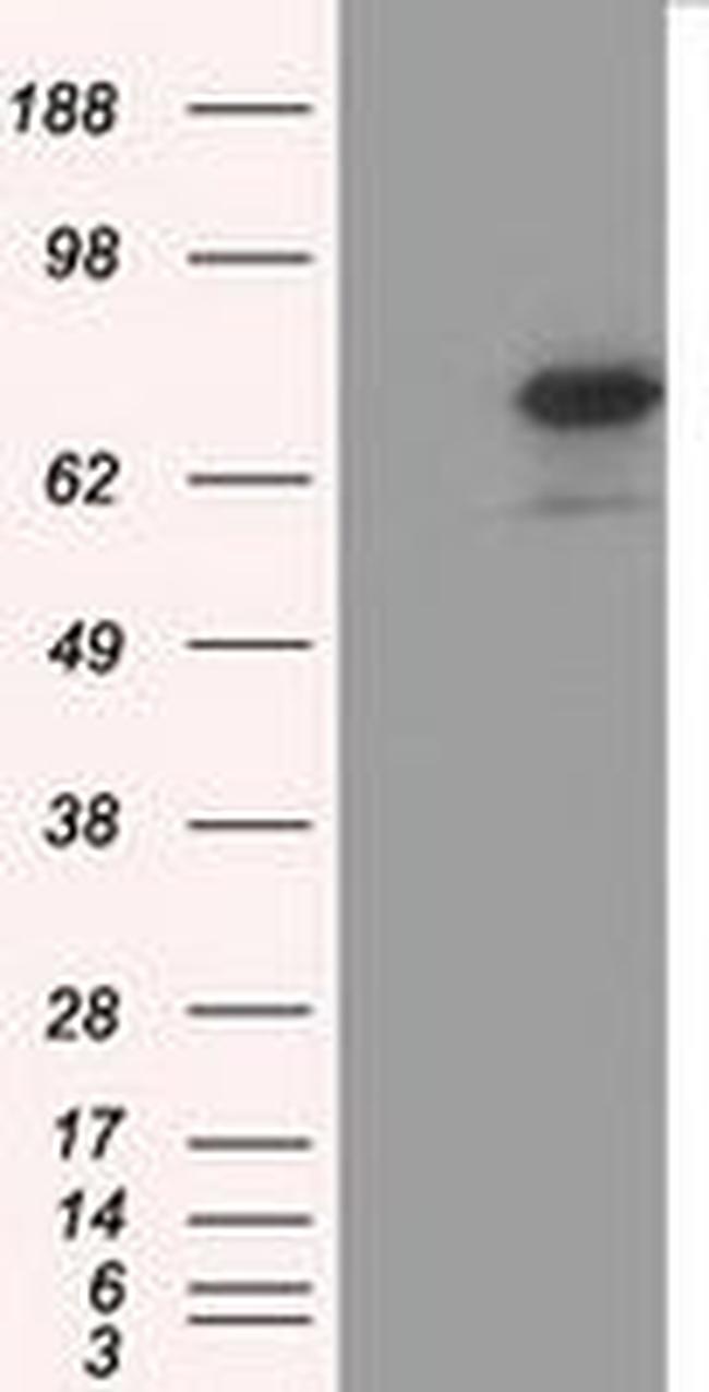 ARNTL Antibody in Western Blot (WB)