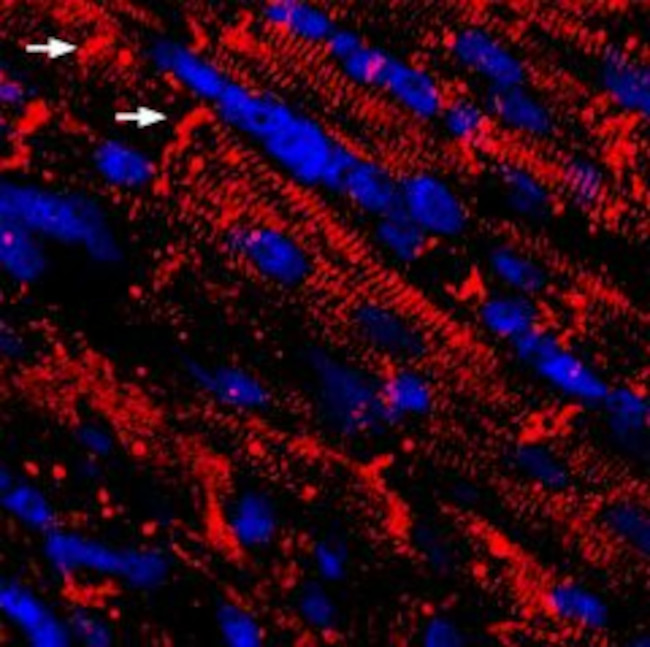 NaV1.5 (SCN5A) Antibody in Immunohistochemistry (Frozen) (IHC (F))