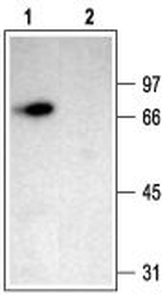 ASIC2a Antibody in Western Blot (WB)