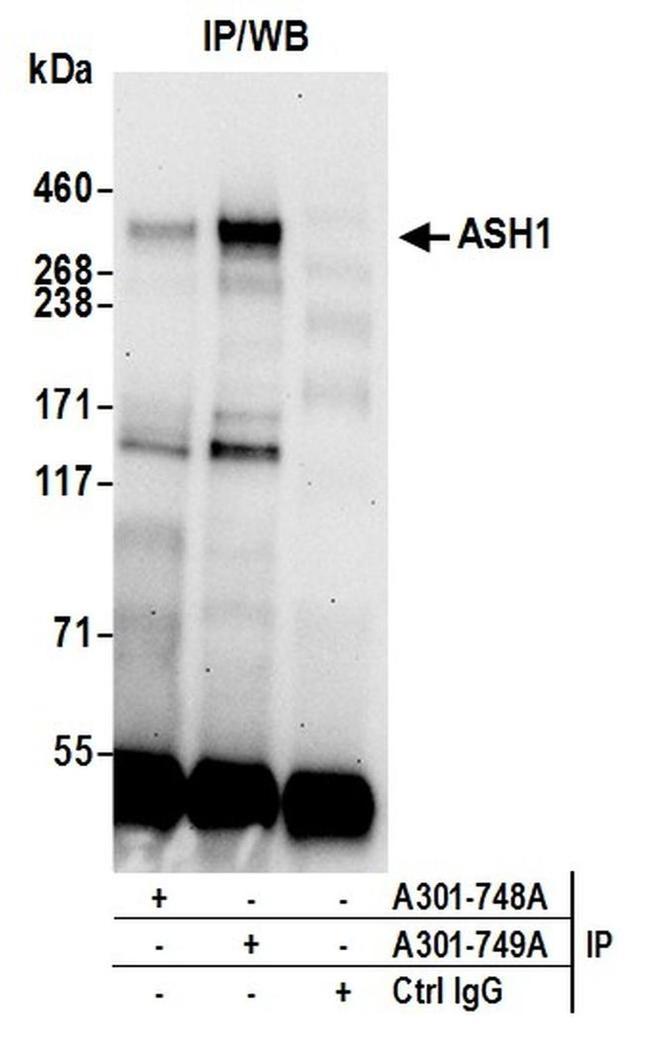 ASH1 Antibody in Western Blot (WB)
