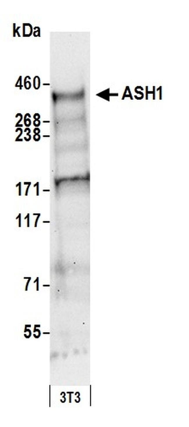 ASH1 Antibody in Western Blot (WB)