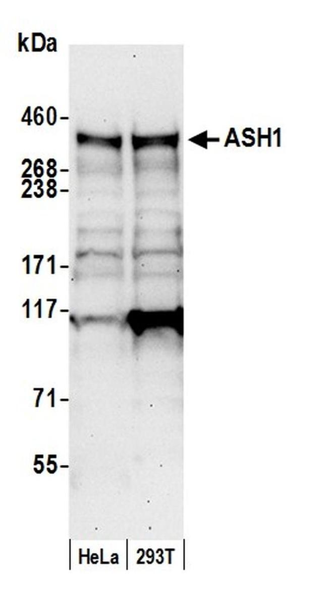 ASH1 Antibody in Western Blot (WB)