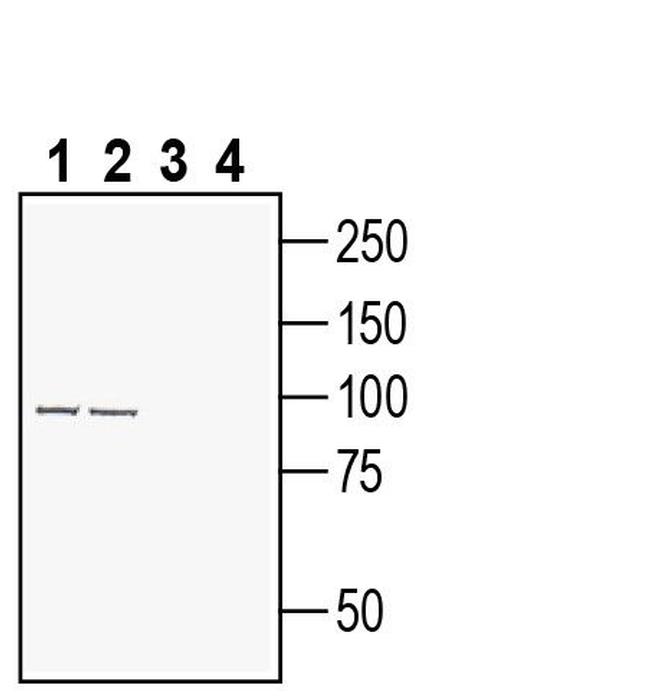 Semaphorin 6A (extracellular) Antibody in Western Blot (WB)