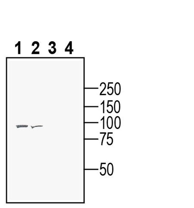 Semaphorin 6A (extracellular) Antibody in Western Blot (WB)